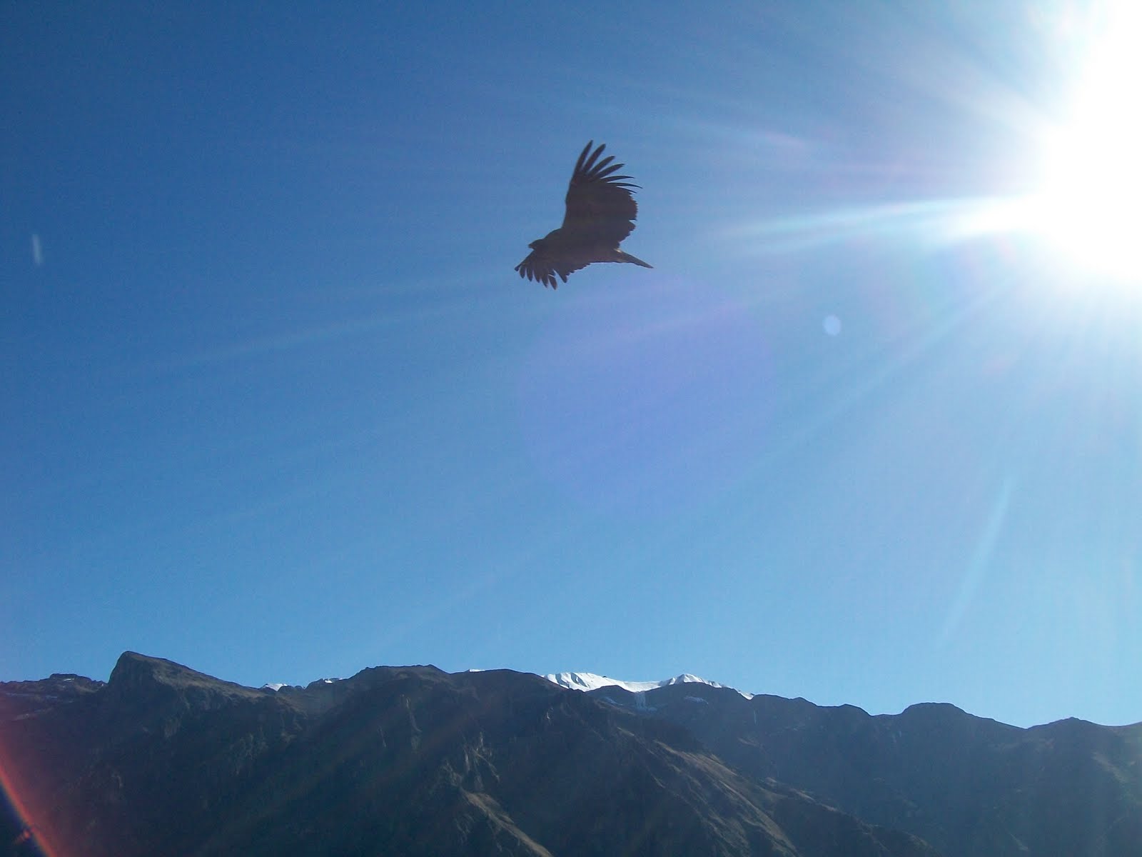 Condor at colca canyon.JPG