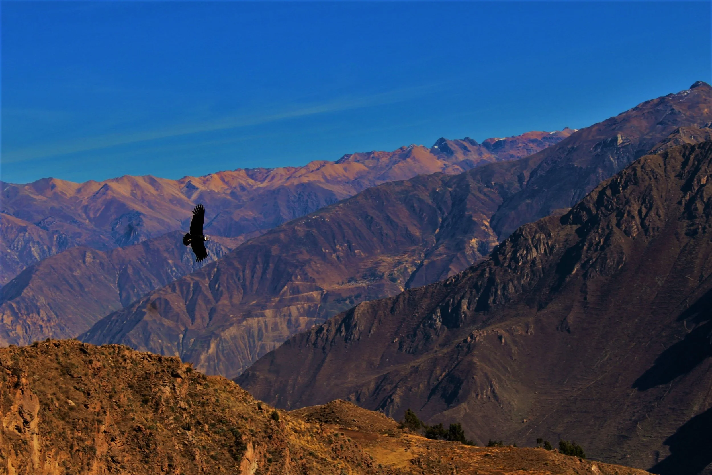 condor-1896610.jpg