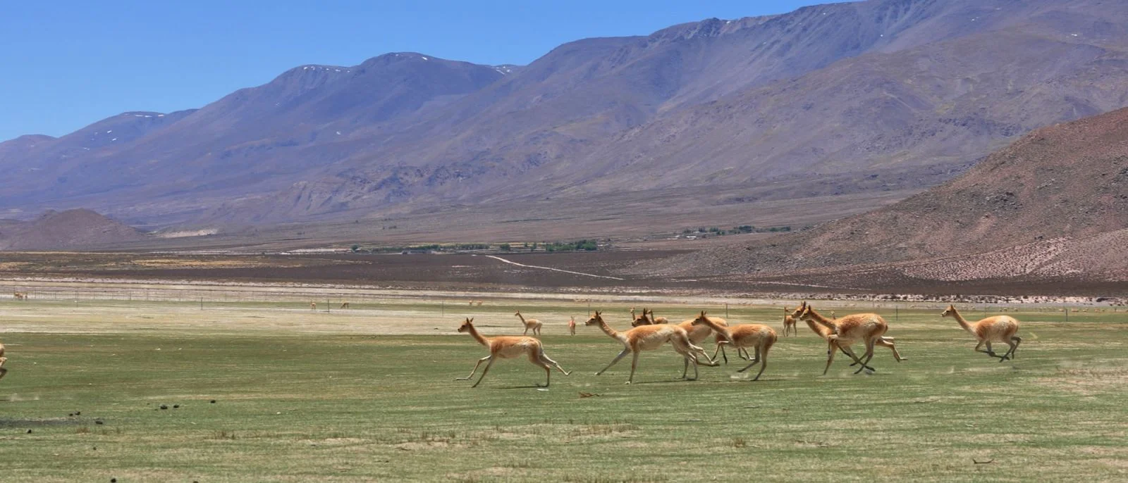 VICUÑAS (1) RESERVA NACIONAL AGUADA BLANCA.jpg