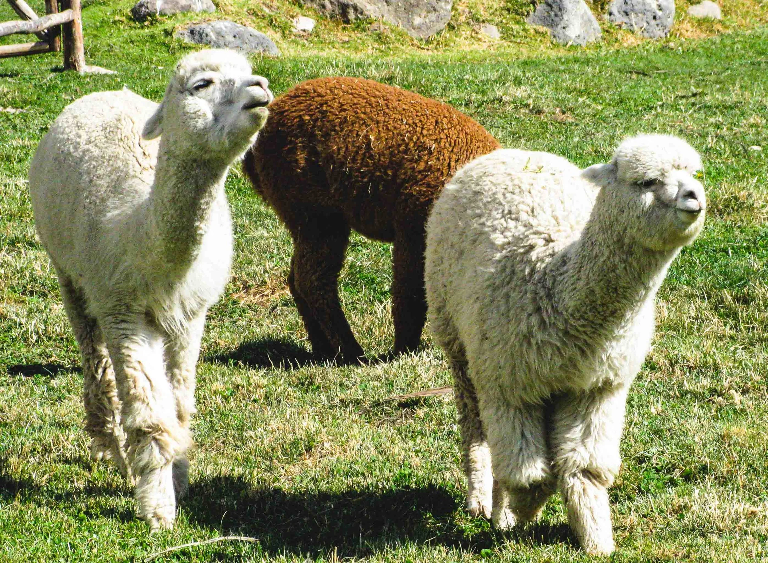 We have curated the best Arequipa Tours Book them with Your Room Here