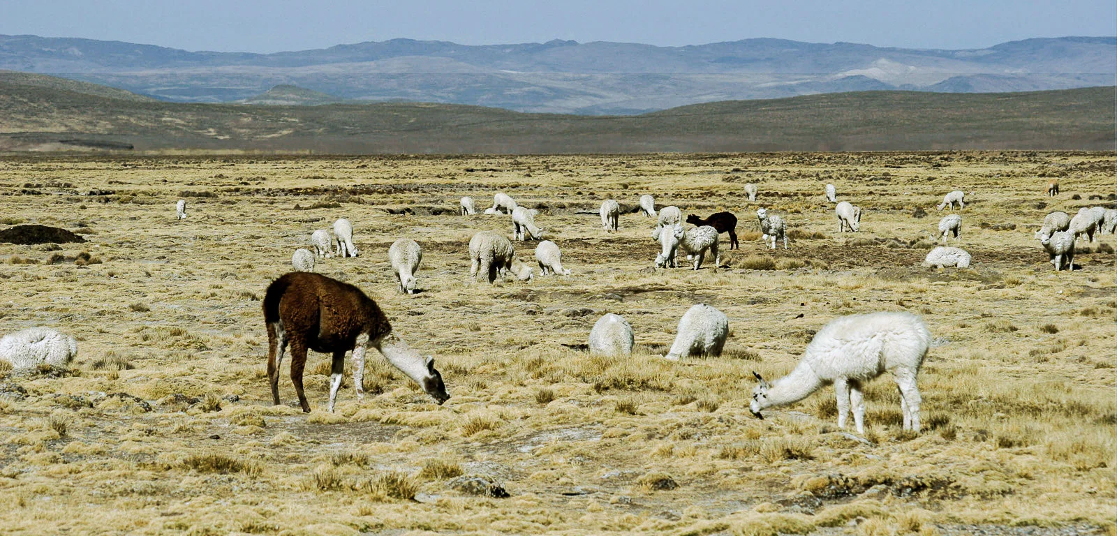 Colca Canyon Arequipa Full Day Tour