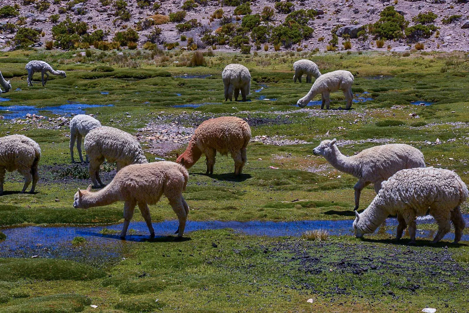 bofedales (2).jpg