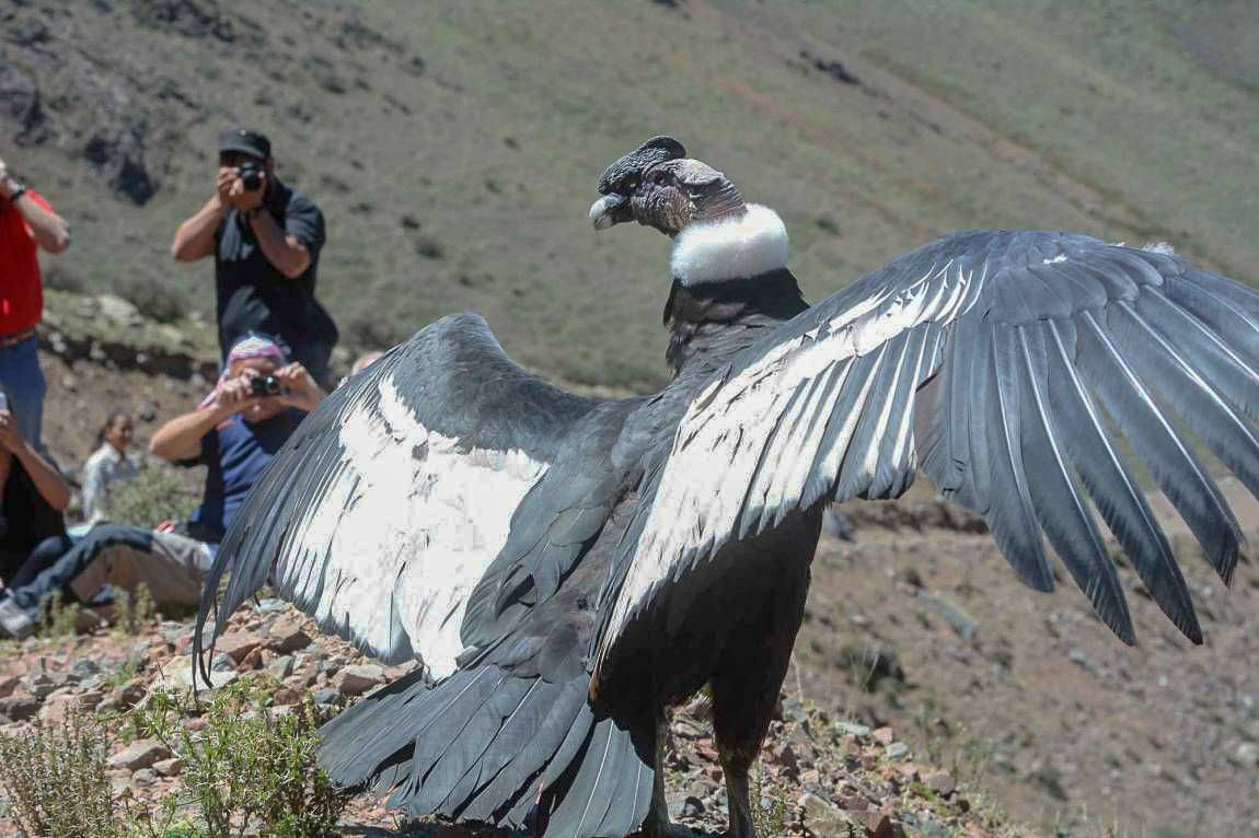Colca Canyon Arequipa 2 Days Trekking