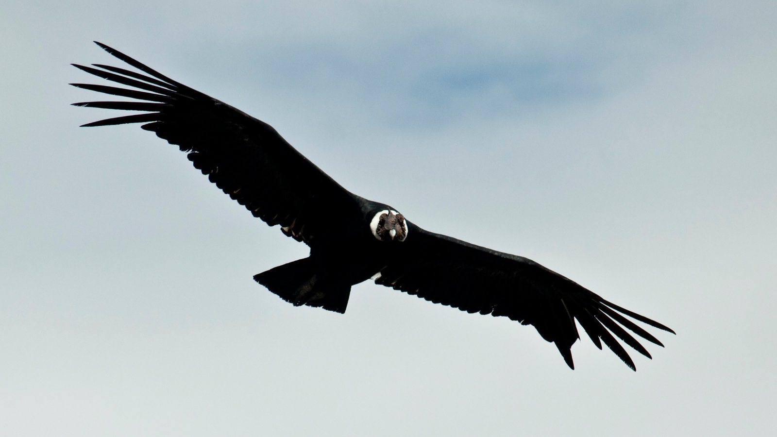 See the condor flying by Le Foyer Tours