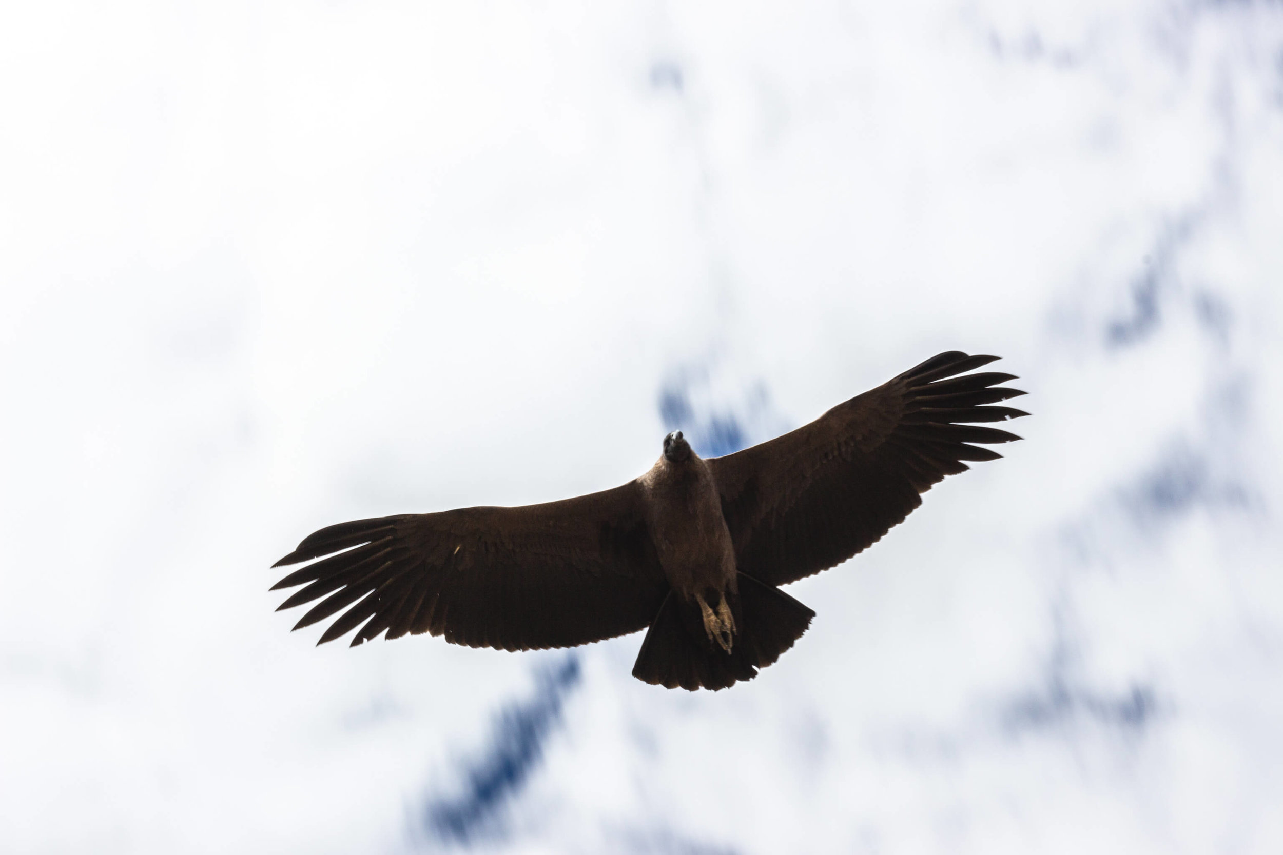 The Condor Flight by Le Foyer Tours