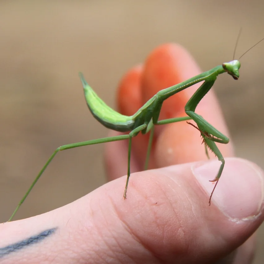 Creature Comforts | Escapism