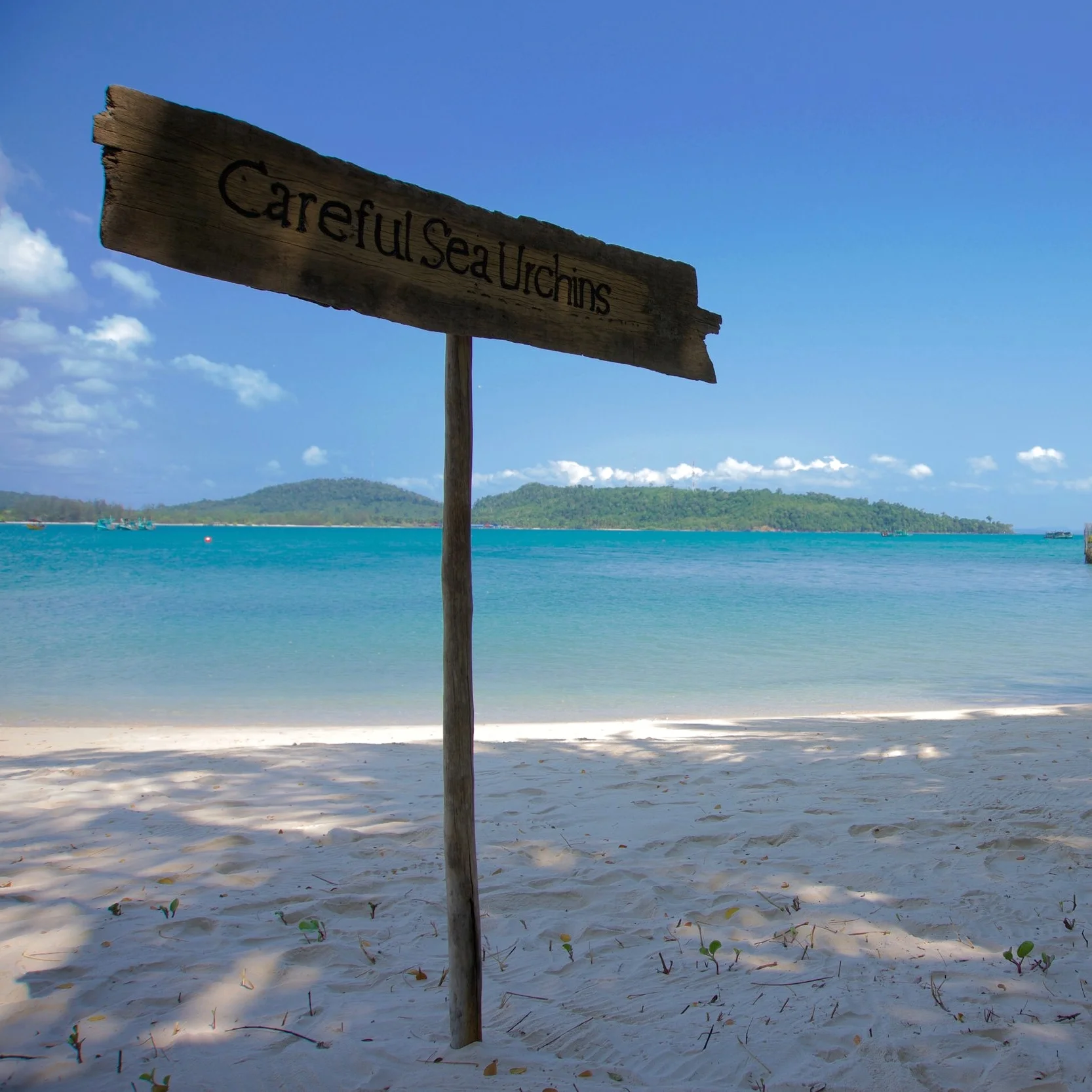 Green, with Envy | Hedge