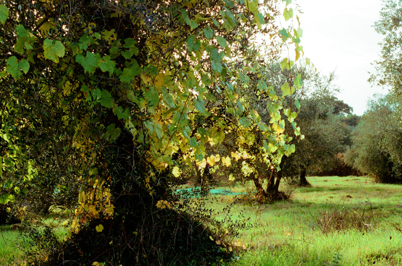 pacina_olive_trees_2.jpg