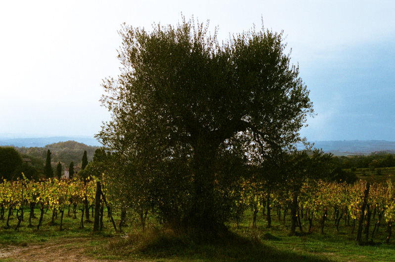pacina_olive_trees.jpg