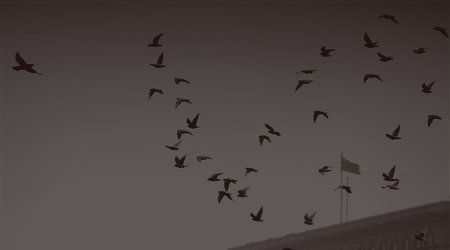 pigeon.jpg