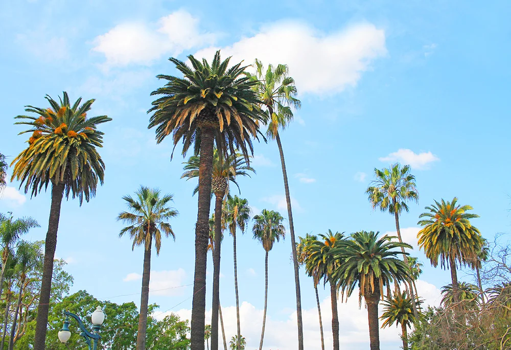 LOS ANGELES: Åh, palmer altså! Disse palmene i Beverly Hills er et yndet fotomotiv. Foto: Tenk Koffert