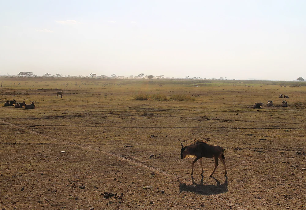 GNU PÅ SAFARI: Vi friket ut og tok tusen bilder første gang vi så en gnu. Så innså vi hvor utrolig mye gnu som finnes, så etterhvert ble vi helt blasert på det. 😄 Foto: Tenk Koffert