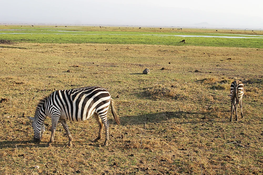 SE, ZEBRA: Vi så mange zebraer, såpass mange at det etterhvert føltes dagligdags. Foto: Tenk Koffert