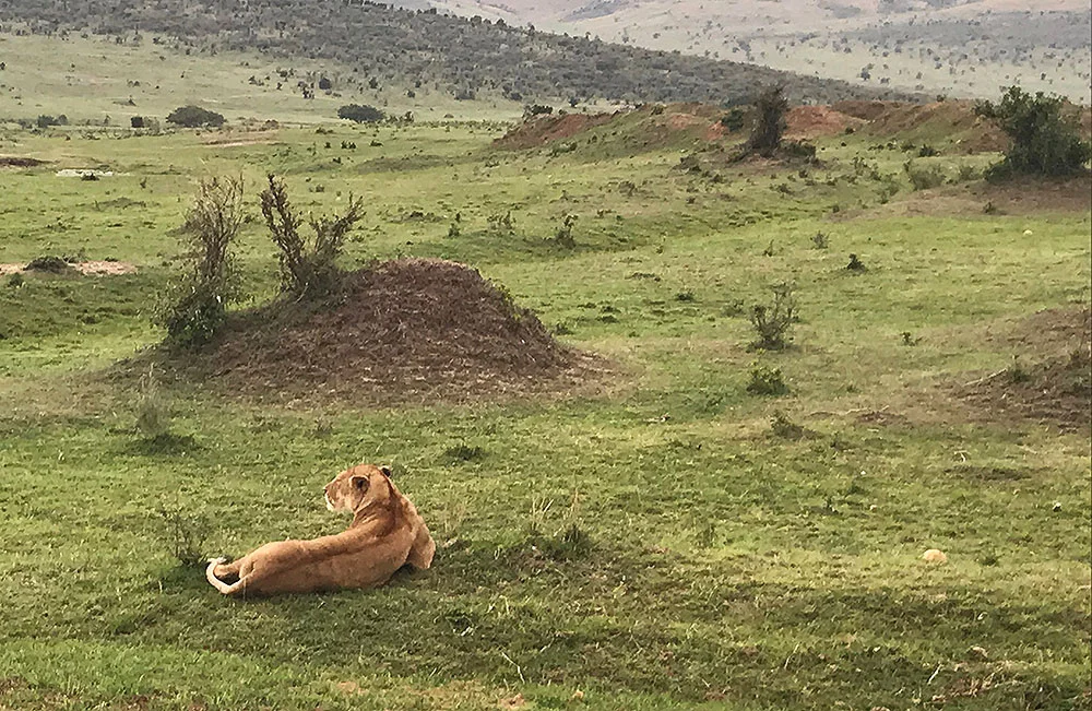LØVER I MASAI MARA: Masai Mara er den naturparken som har flest løver. Foto: Tenk Koffert