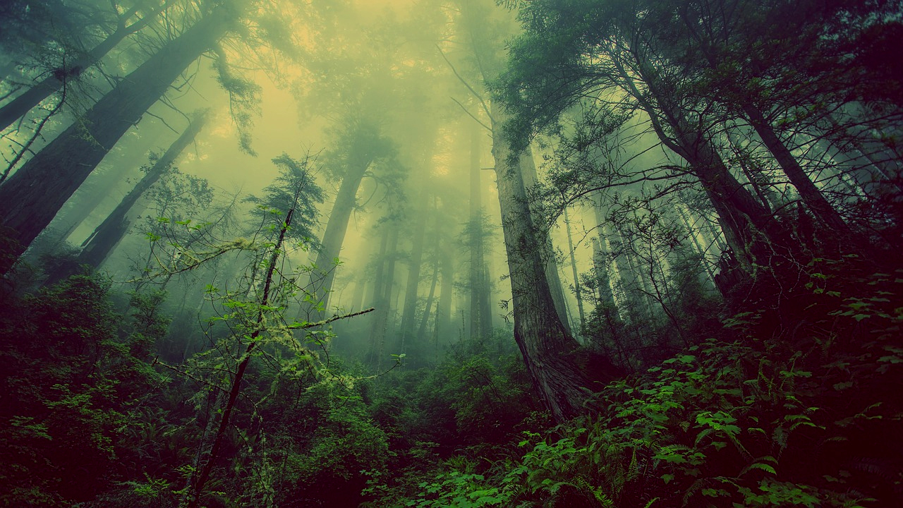 woods.jpg