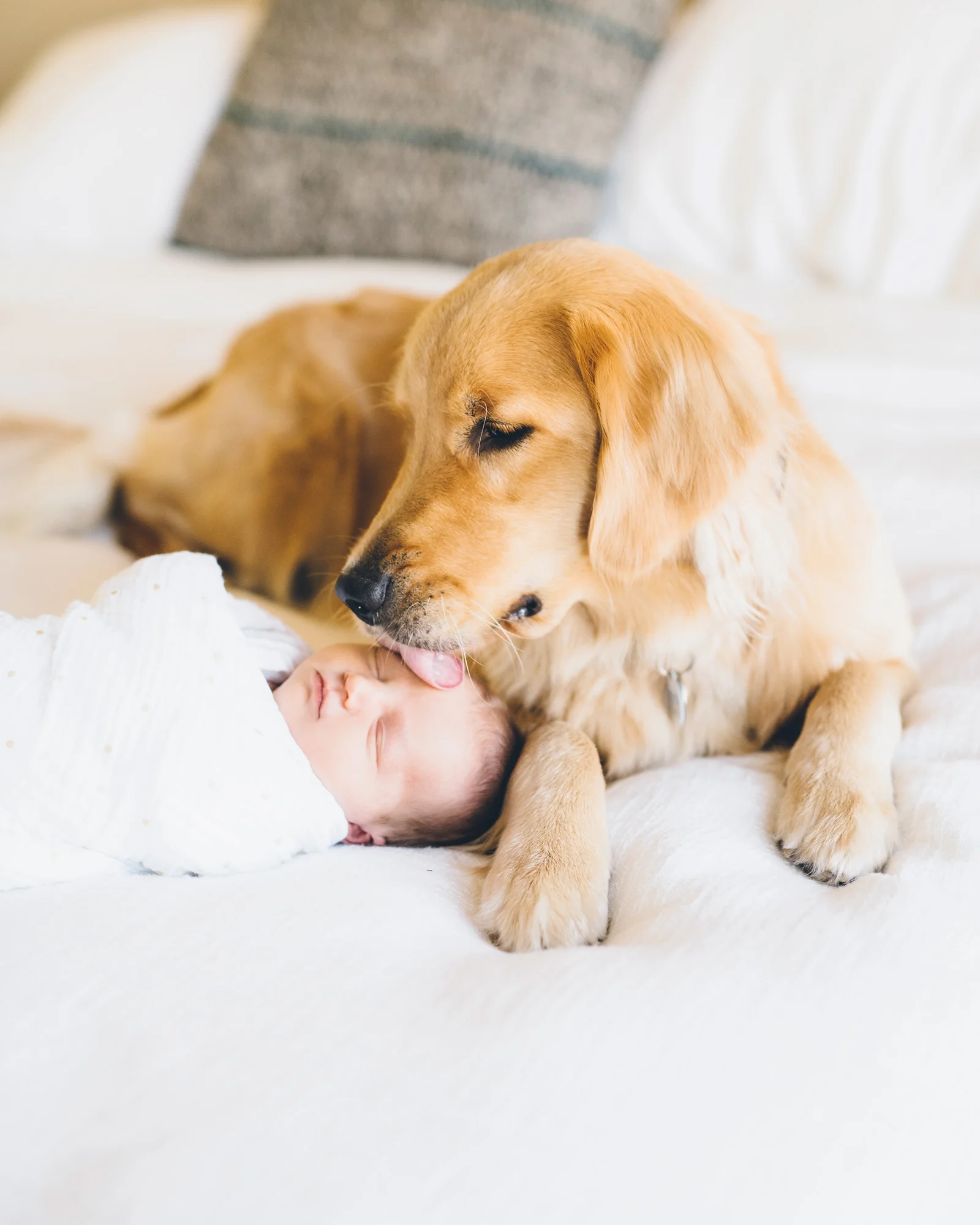 puppy-licking-newborn-baby.jpg