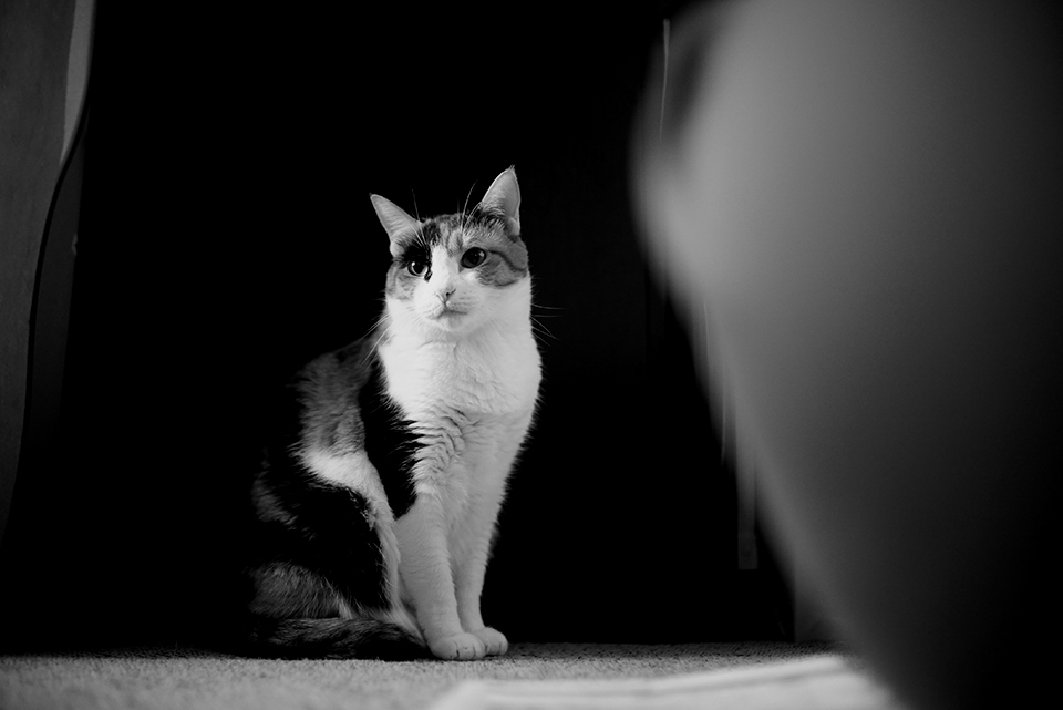 α7S2 / NOCTILUX-M 50mm f1.0