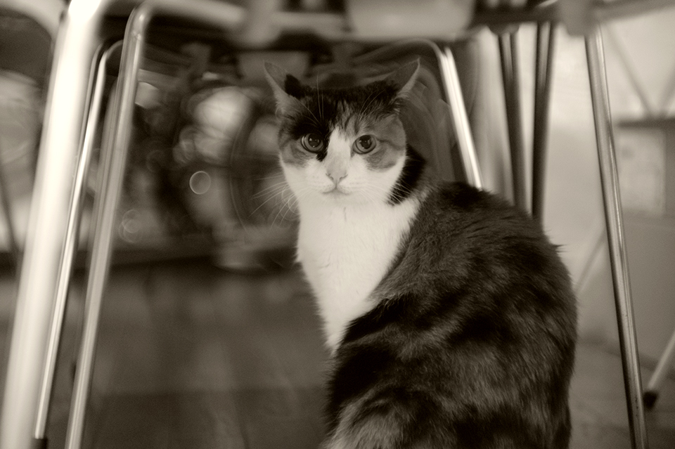 LEICA M9-P / Hektor 73mm f1.9