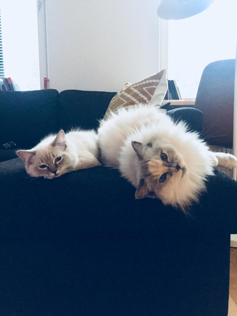 Är kattvakt åt min bror och brorsfrus söta ragdolls, och det är minsann allt annat än tråkigt!