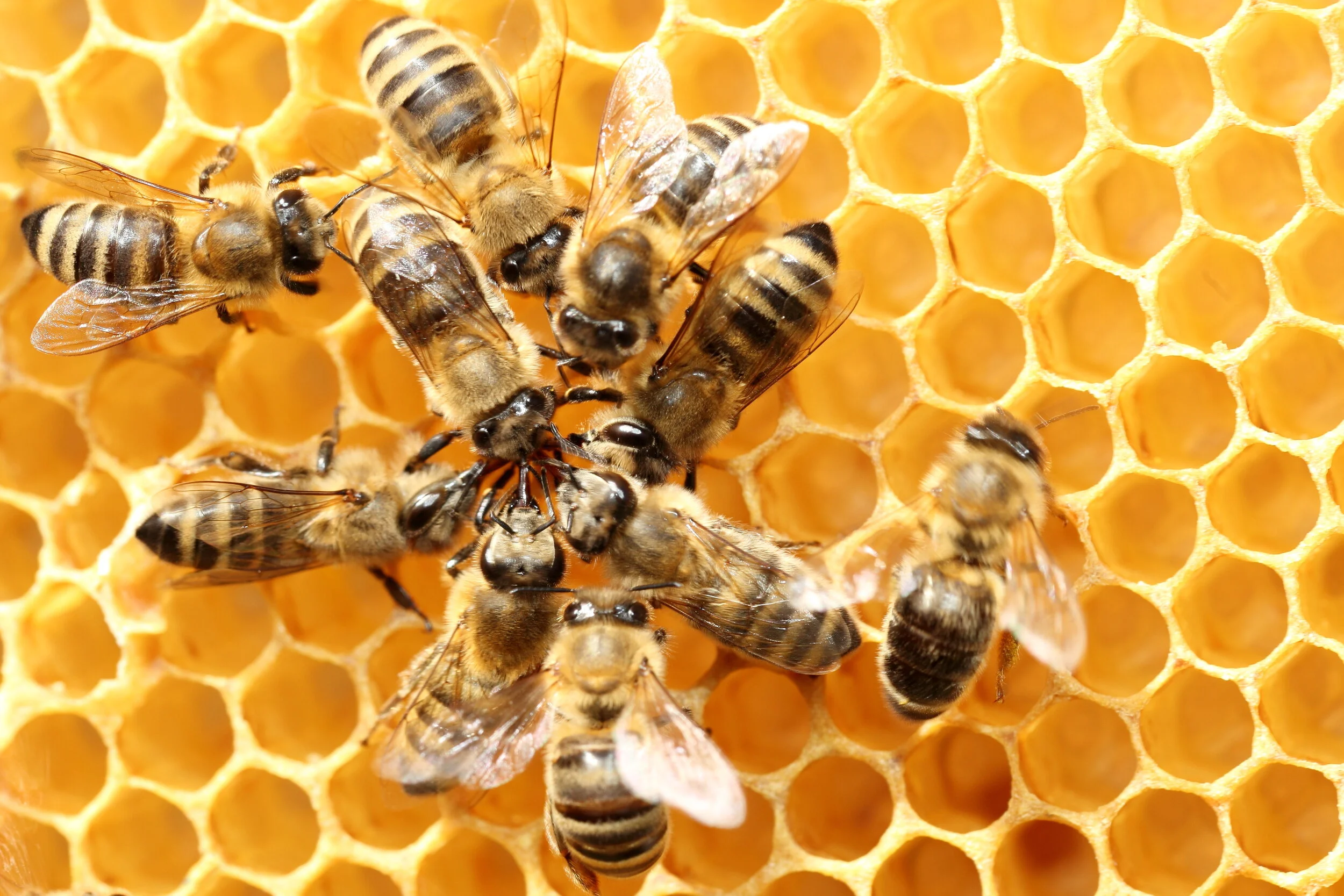 Credo #5: Irresistible collaboration includes shared goals, but relies on shared work