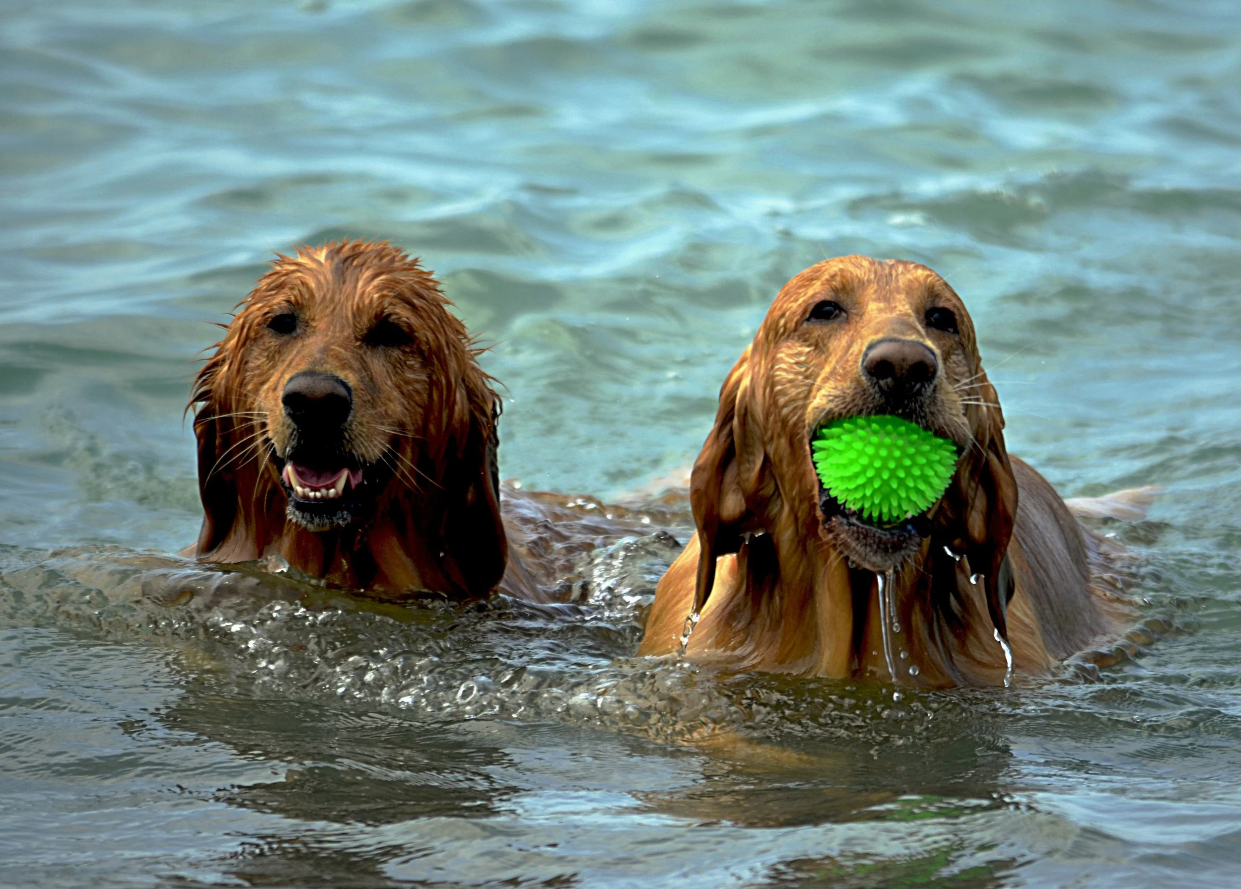 Essential Pet Sitting Lakeway Texas