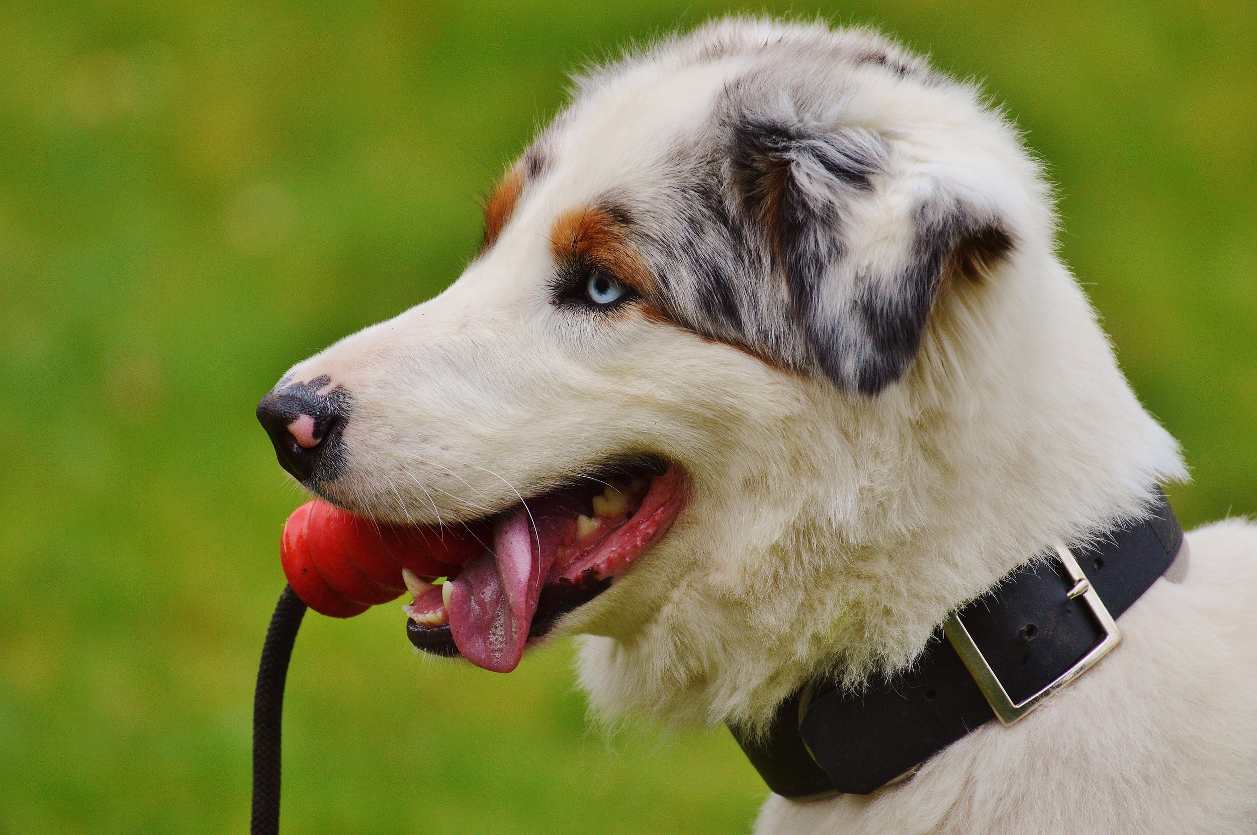Essential Pet Sitting Steiner Ranch