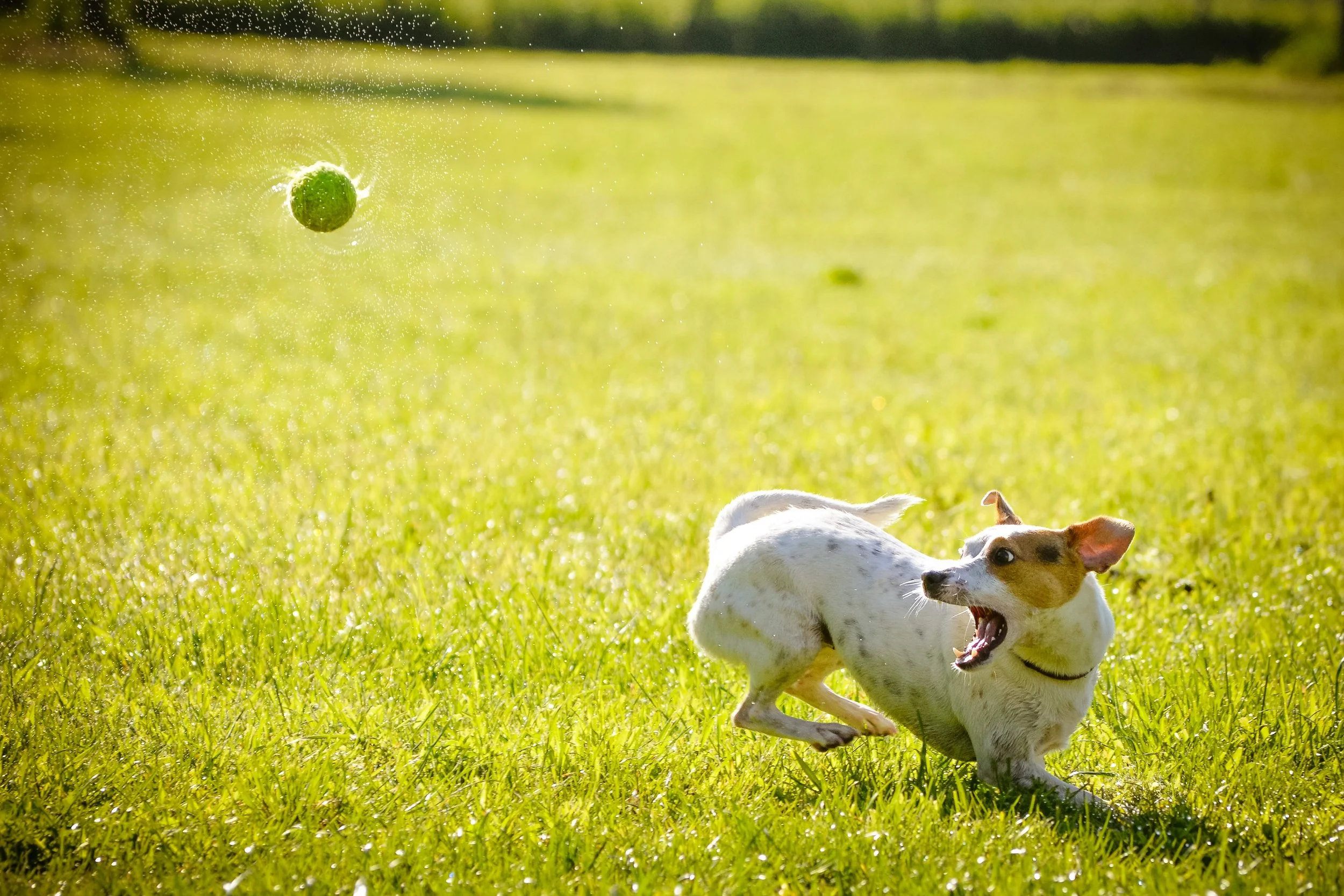 Essential Pet Sitting Dog Walks