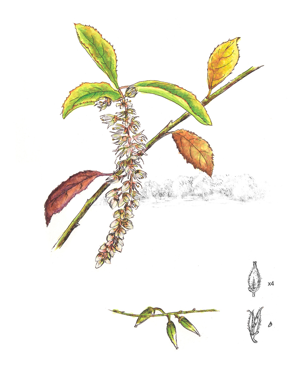 Rosenthal_Ann_2_Virginia Sweetspire.jpg
