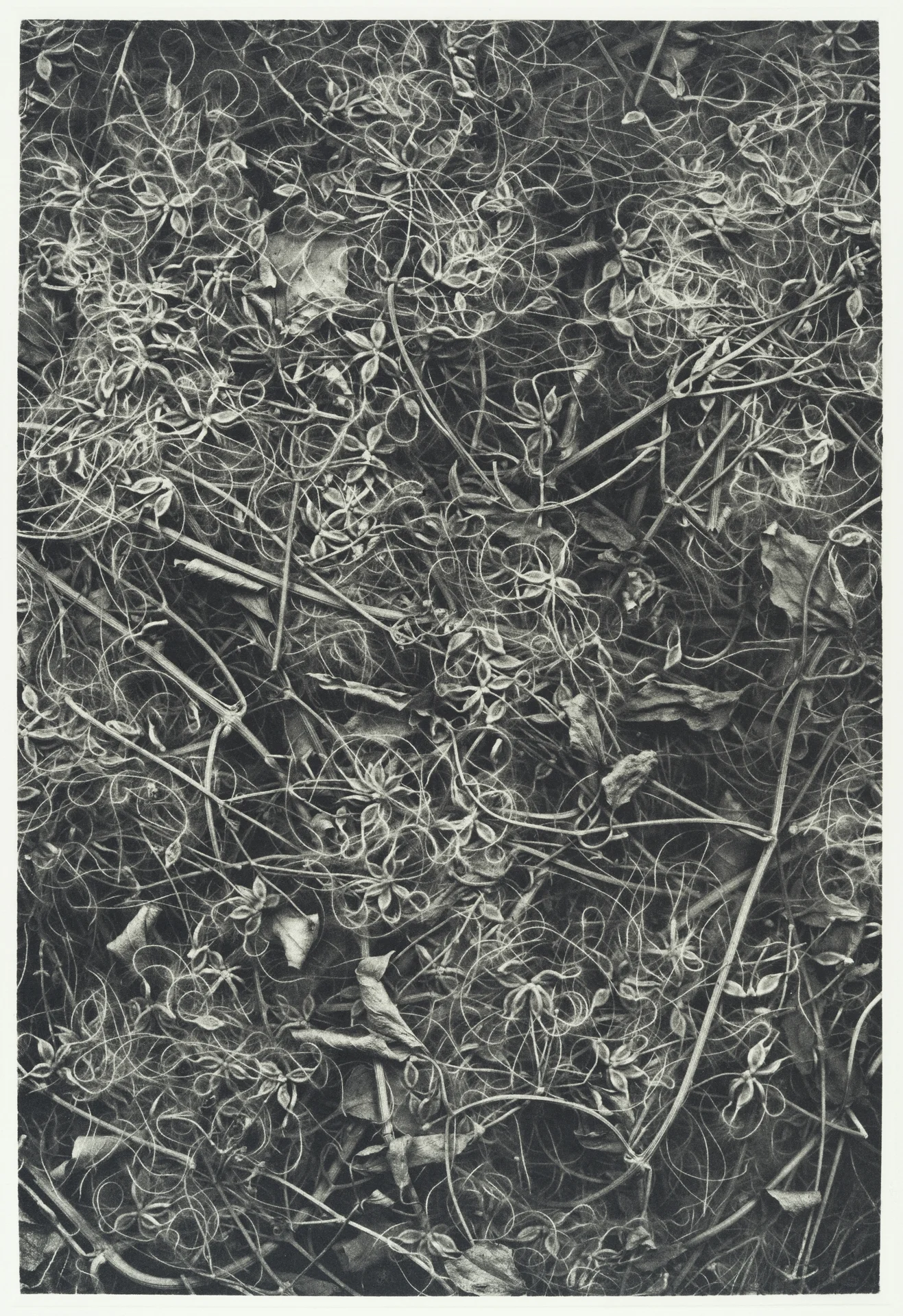 Clematis VII_1920px.jpg