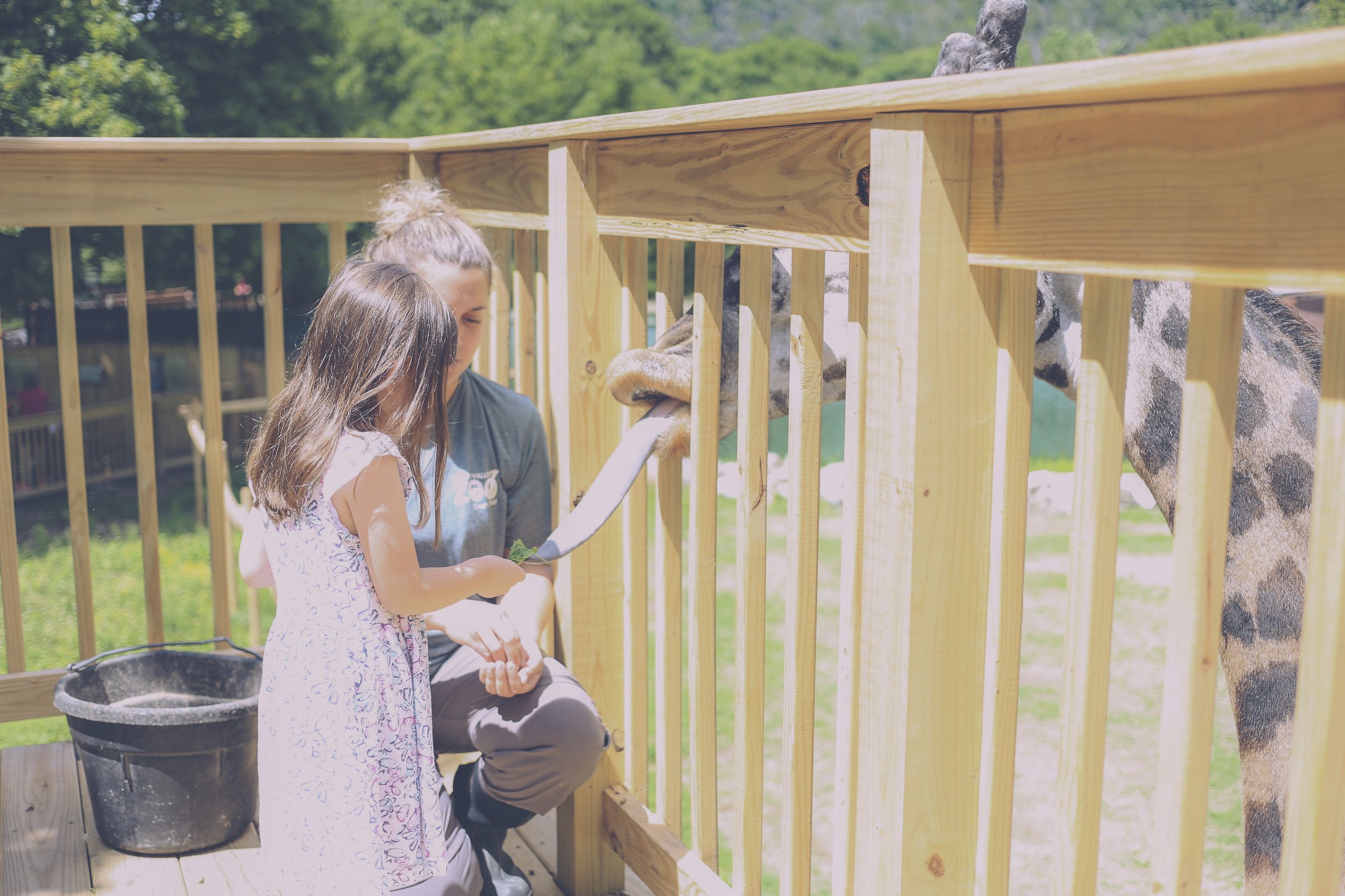 Feeding Murphy the Giraffe, Lehigh Valley Zoo, Family Photojournalism