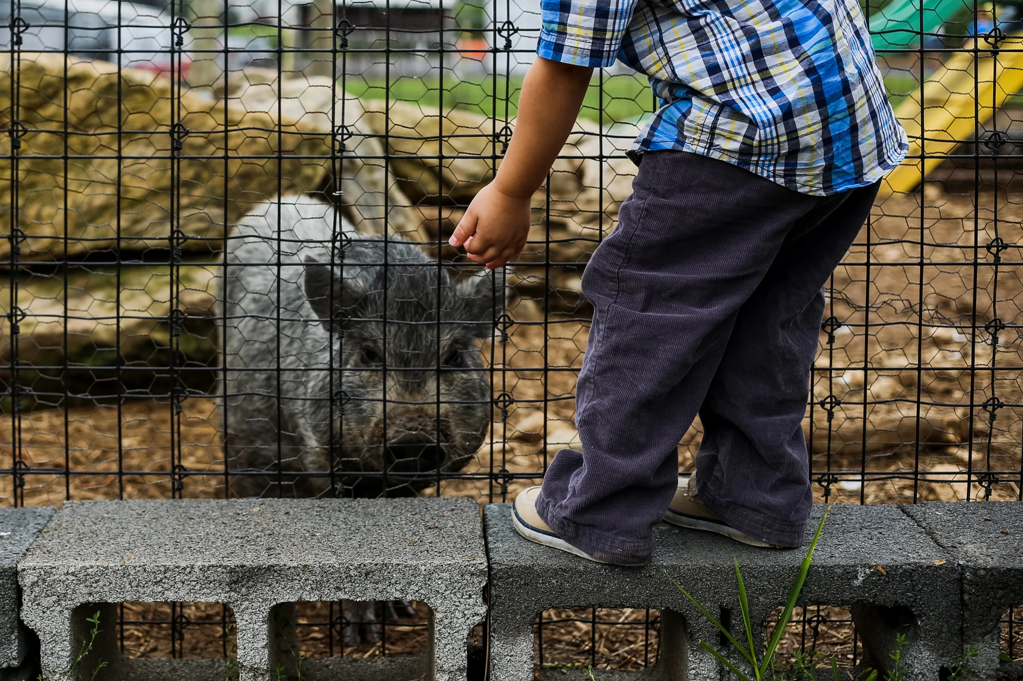 Boy_Pig_Grims_Orchard.jpg