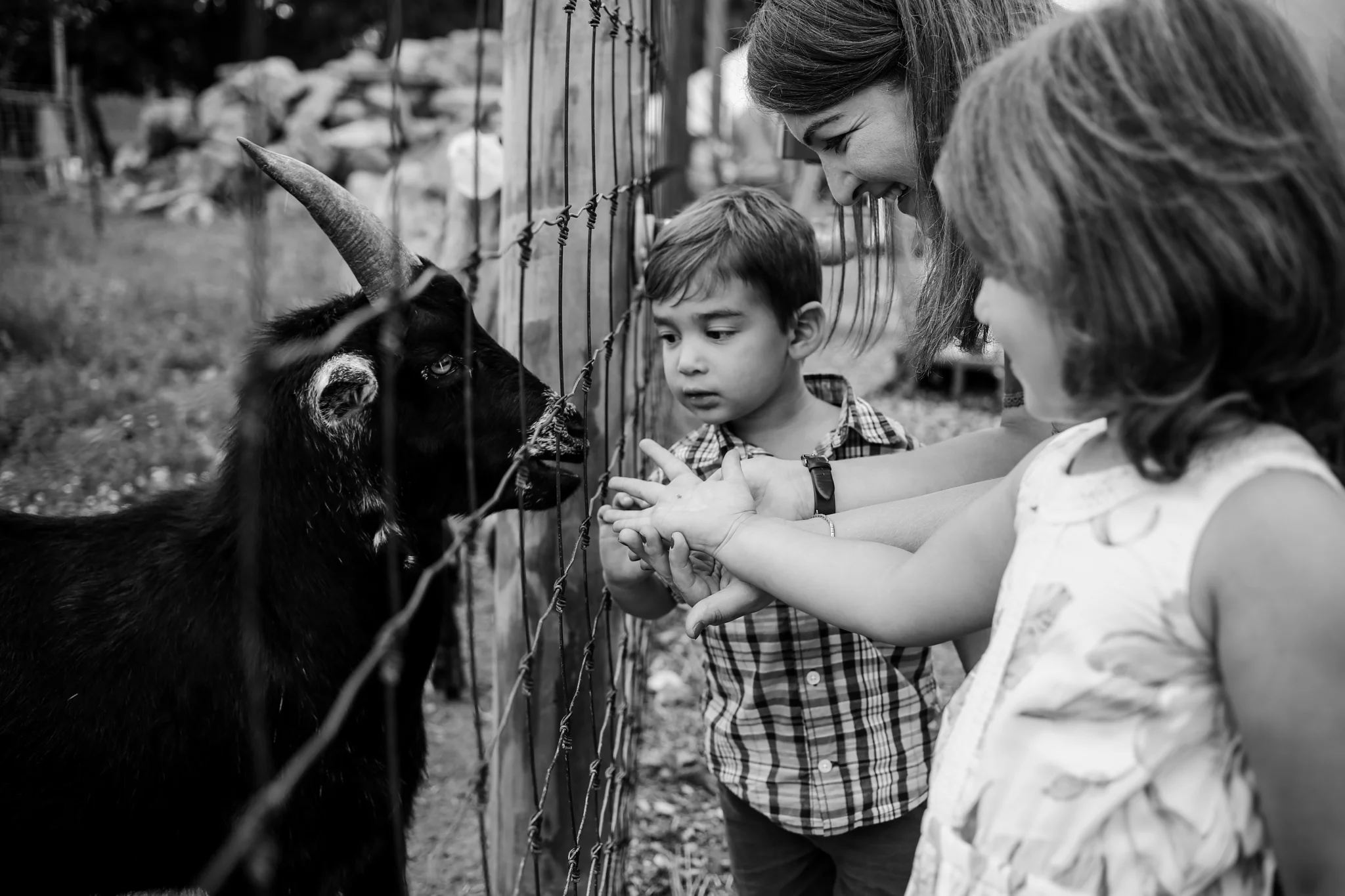 Family feeding the goats during their family photography session at Grim’s Orchard in Lehigh Valley, PA.