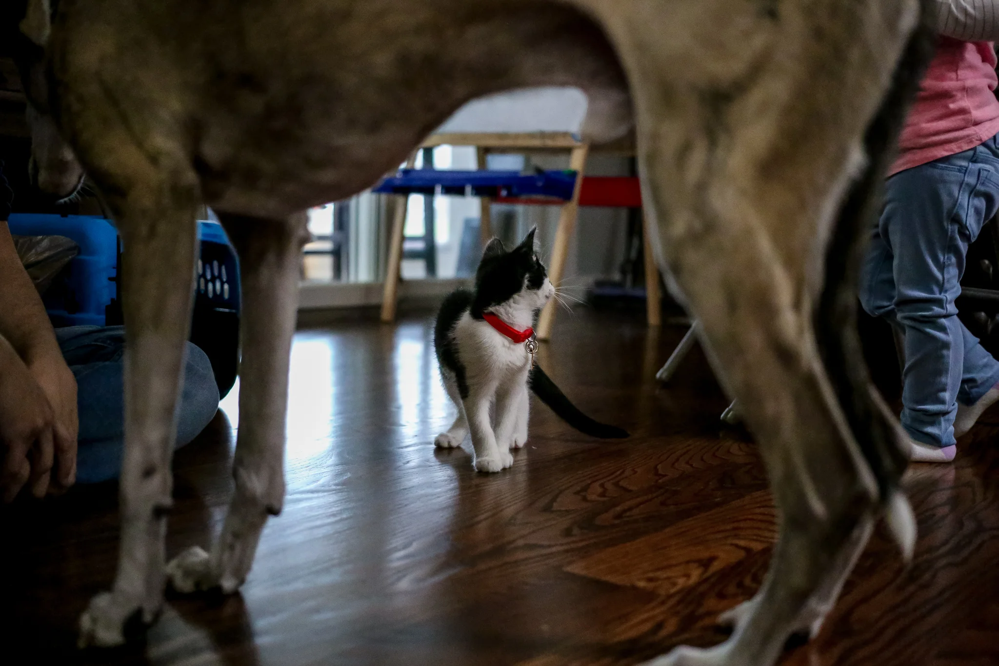 Family photo session documenting their first day at home in Macungie with their newly adopted kitten.