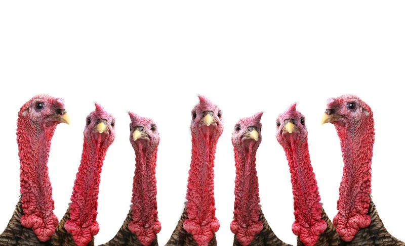 turkey neck.jpg
