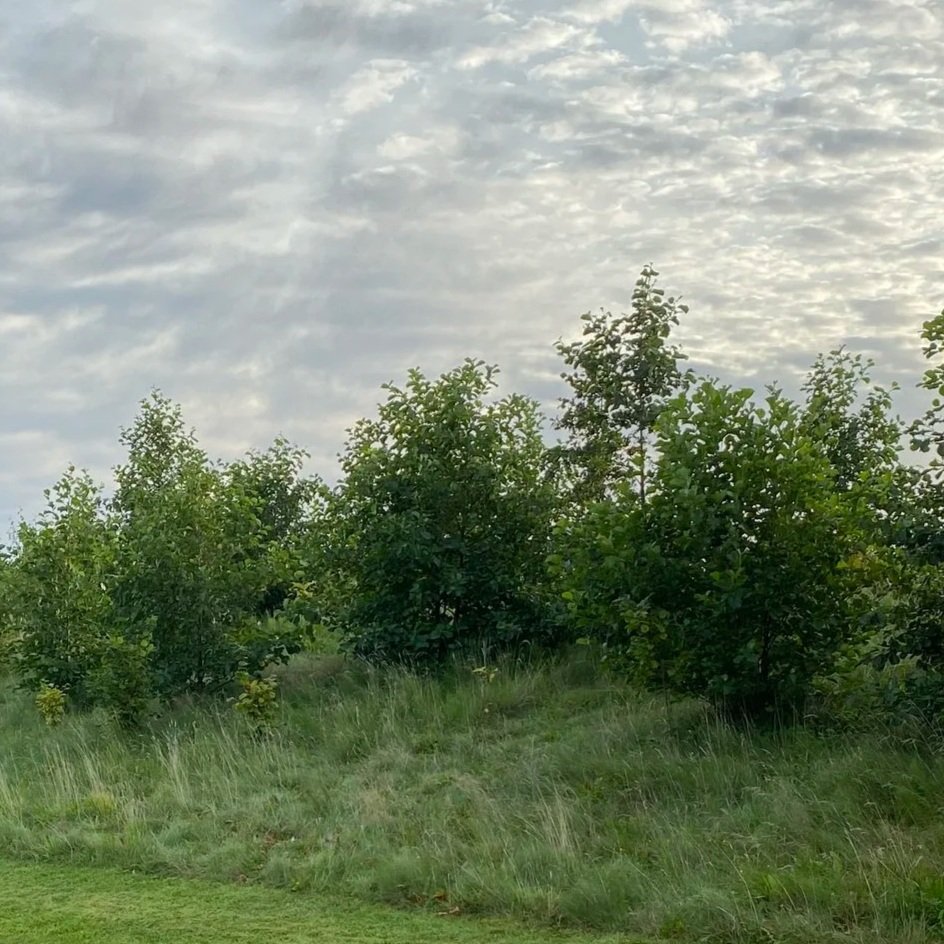 Coppice Packs