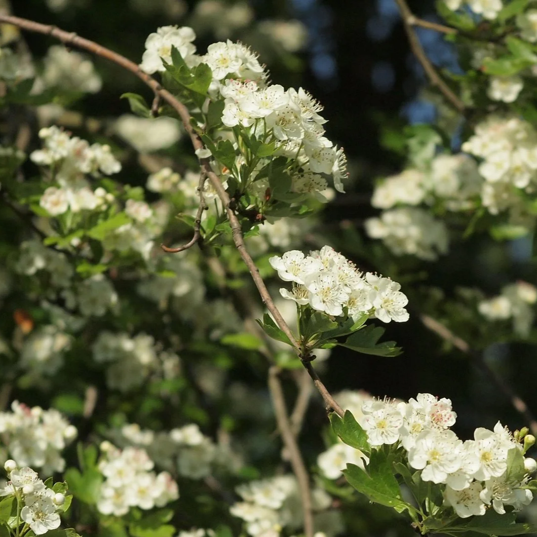 Hedge Packs