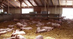 PIGS_CHILLIN INSIDE.jpeg