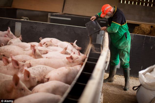 GMO FEED1.jpg