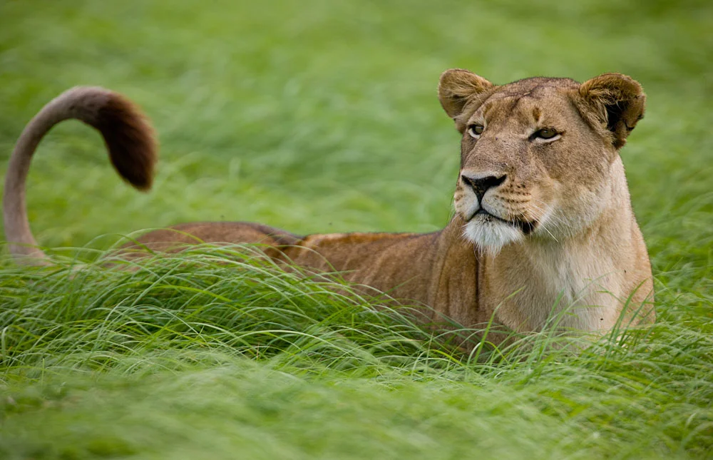 kafue.jpg