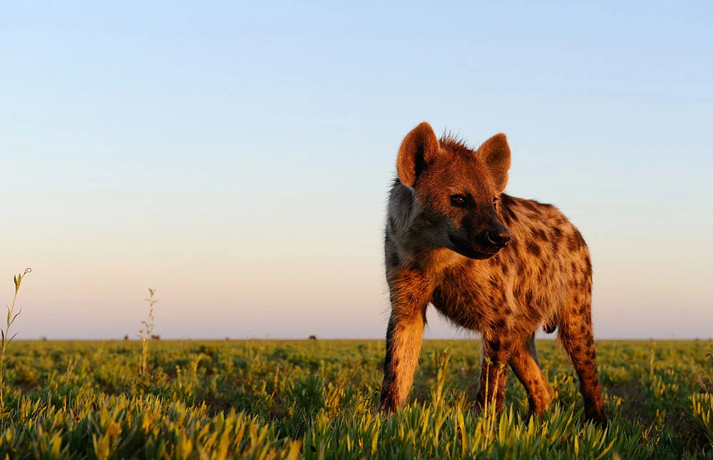 Photo Courtesy of Will-Burrard Lucas