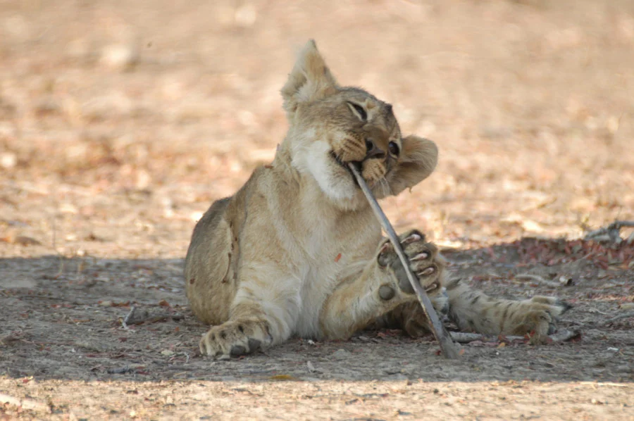 luangwa.jpg