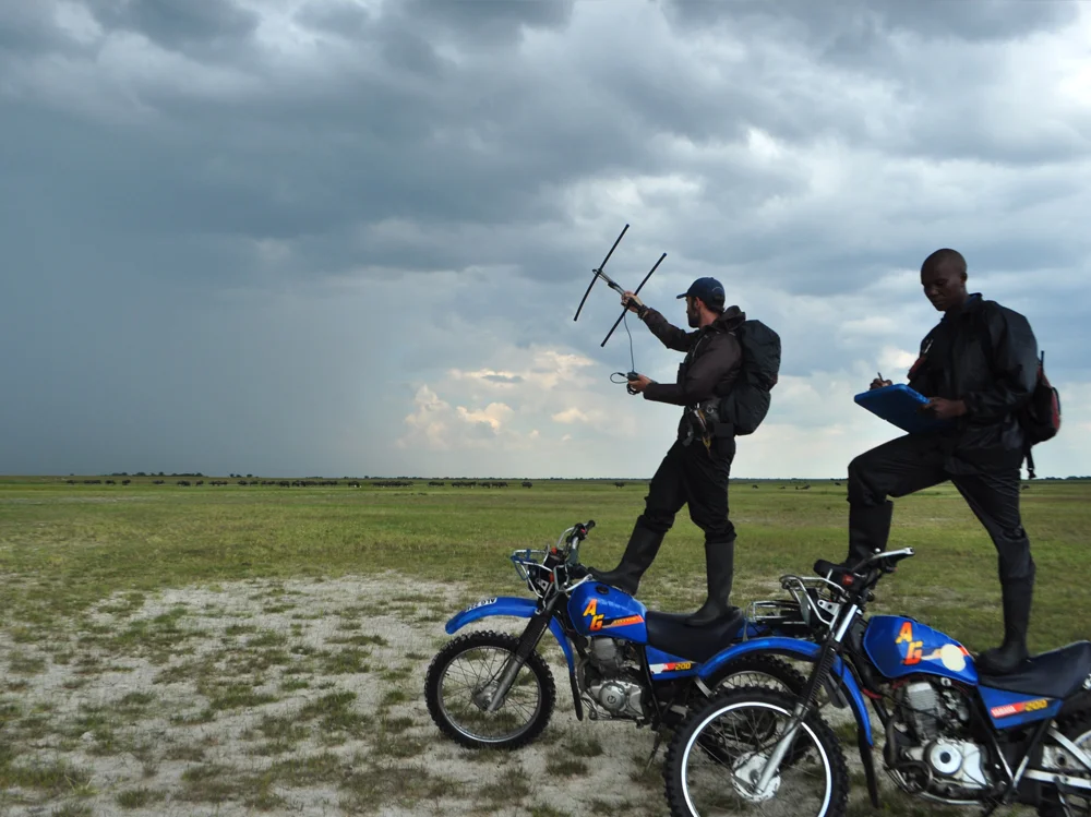 Liuwa Manager Daan Smit (L) works with former Conservation Biologist trainee Teddy Mukula to track carnivores. Teddy is now a ZCP Ecologist and a student at Oxford University.”