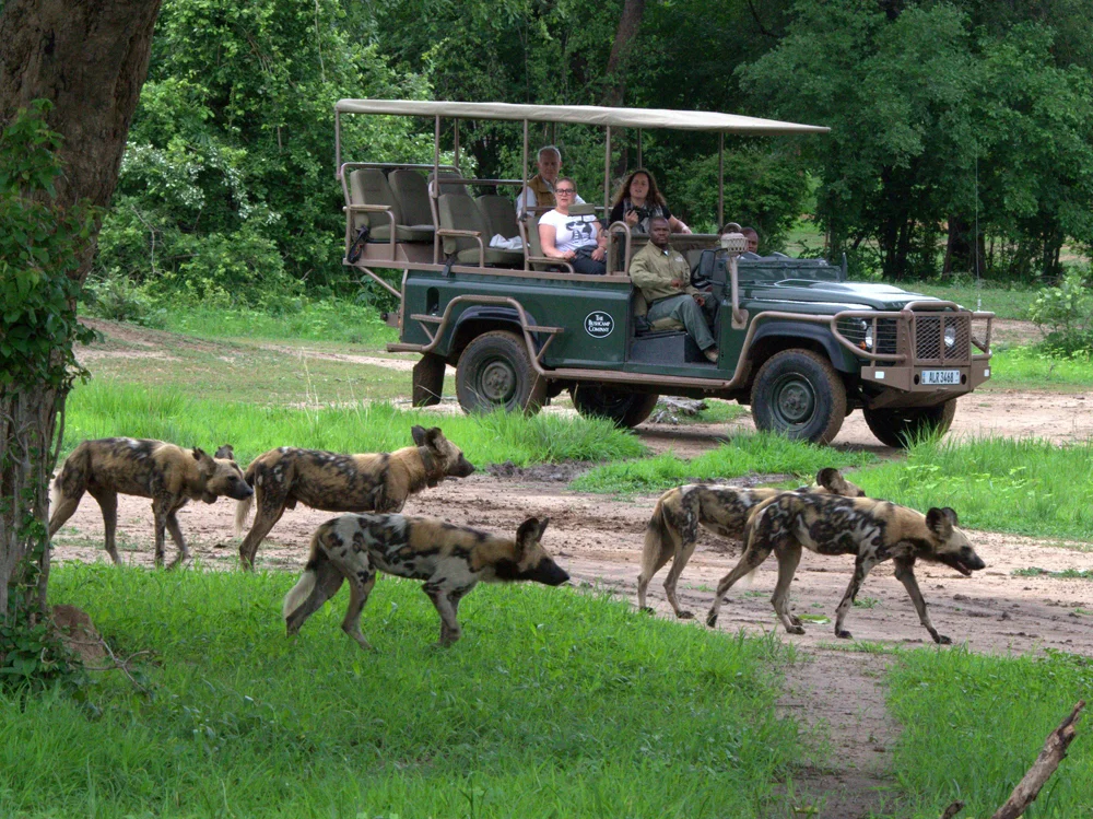A safari guide shows tourists wild dogs in the Luangwa. Data from guides on carnivore sightings provide key information across all study sites. Photo by Ian Salisbury