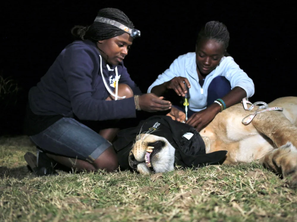 ZCP Ecologist and Education Manager Thandiwe Mweetwa (L) instructs trainee on lion immobilization and collaring as part of the Women in Wildlife Conservation Programme.” Photo by Luke Dollar