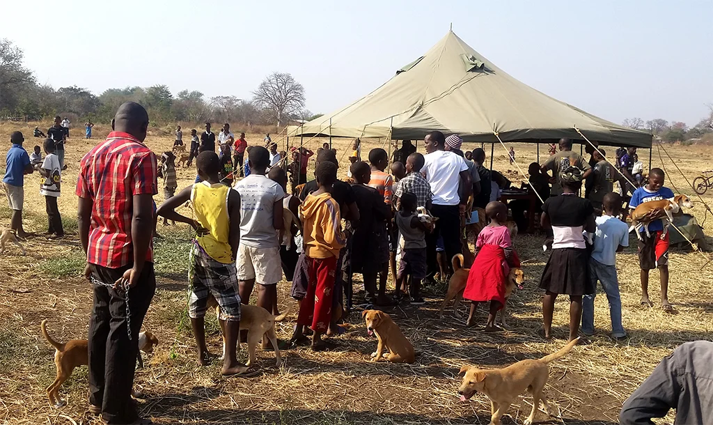 Vaccinating domestic dogs to prevent disease outbreaks (Photo Credit: Thandiwe Mweetwa)