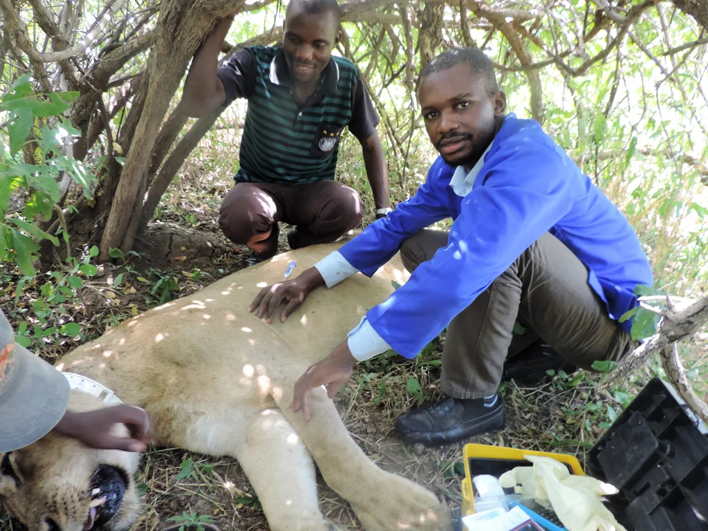 Vet student and trainee Fitzgerald Mukumbi assists CSL/ZCP vet Dr. Mwamba Sichande to de-snare a lion.