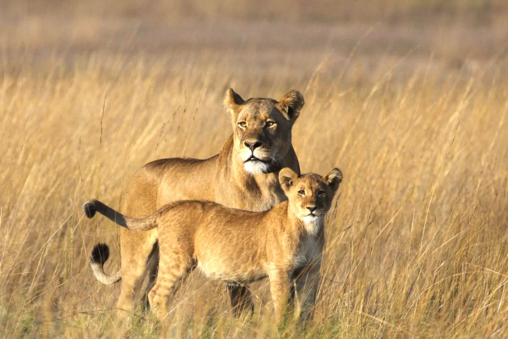 The first lion cubs born in Liuwa in over a decade thanks to collaborative restoration efforts of APN, DNPW and ZCP. Photo Matt Becker (Photo Courtesy of Dr. Matthew Becker)
