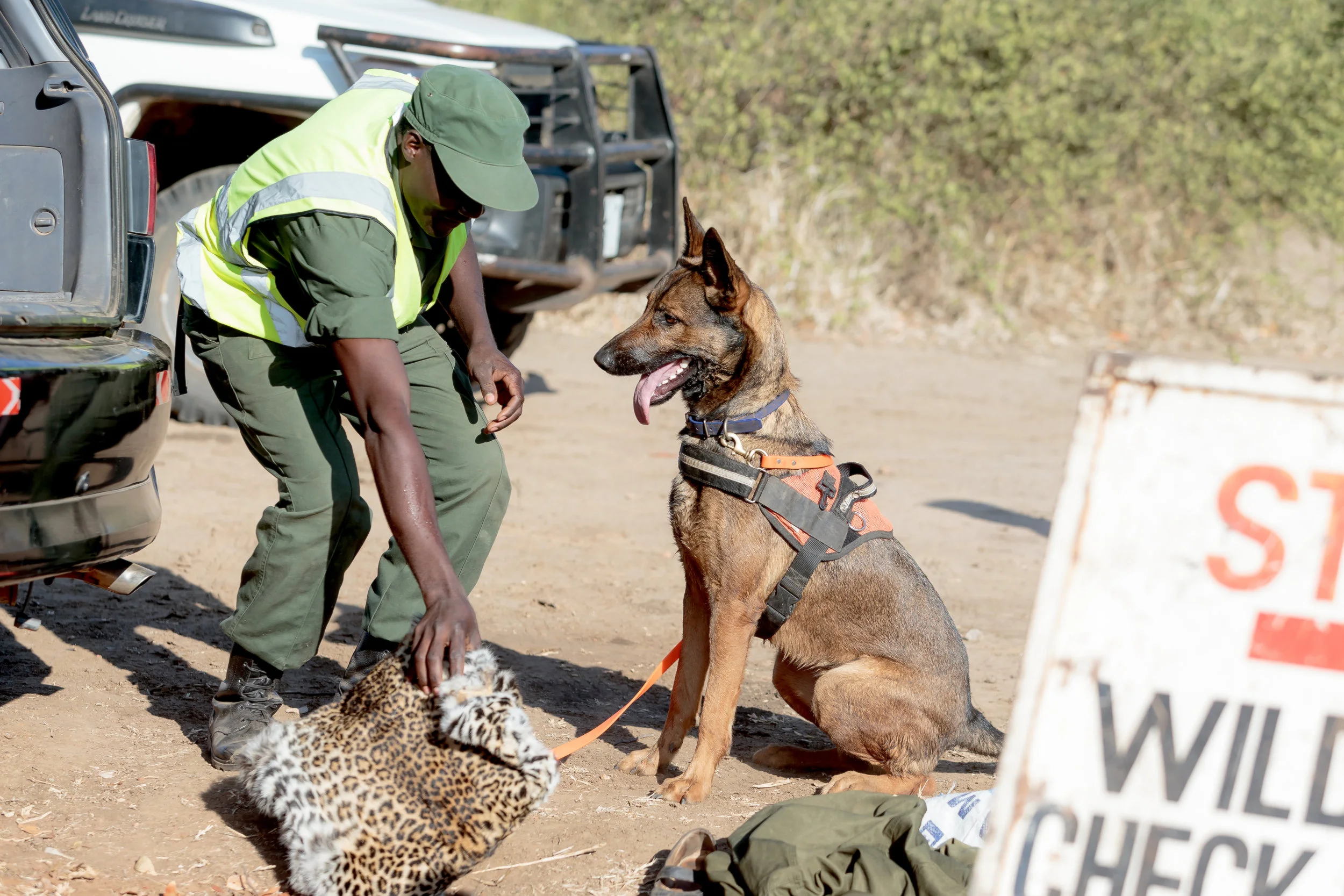 A detection dog for CSL-DNPW trained to find trafficked leopard and other big cat skin (Photo Courtesy of Edward Selfe)
