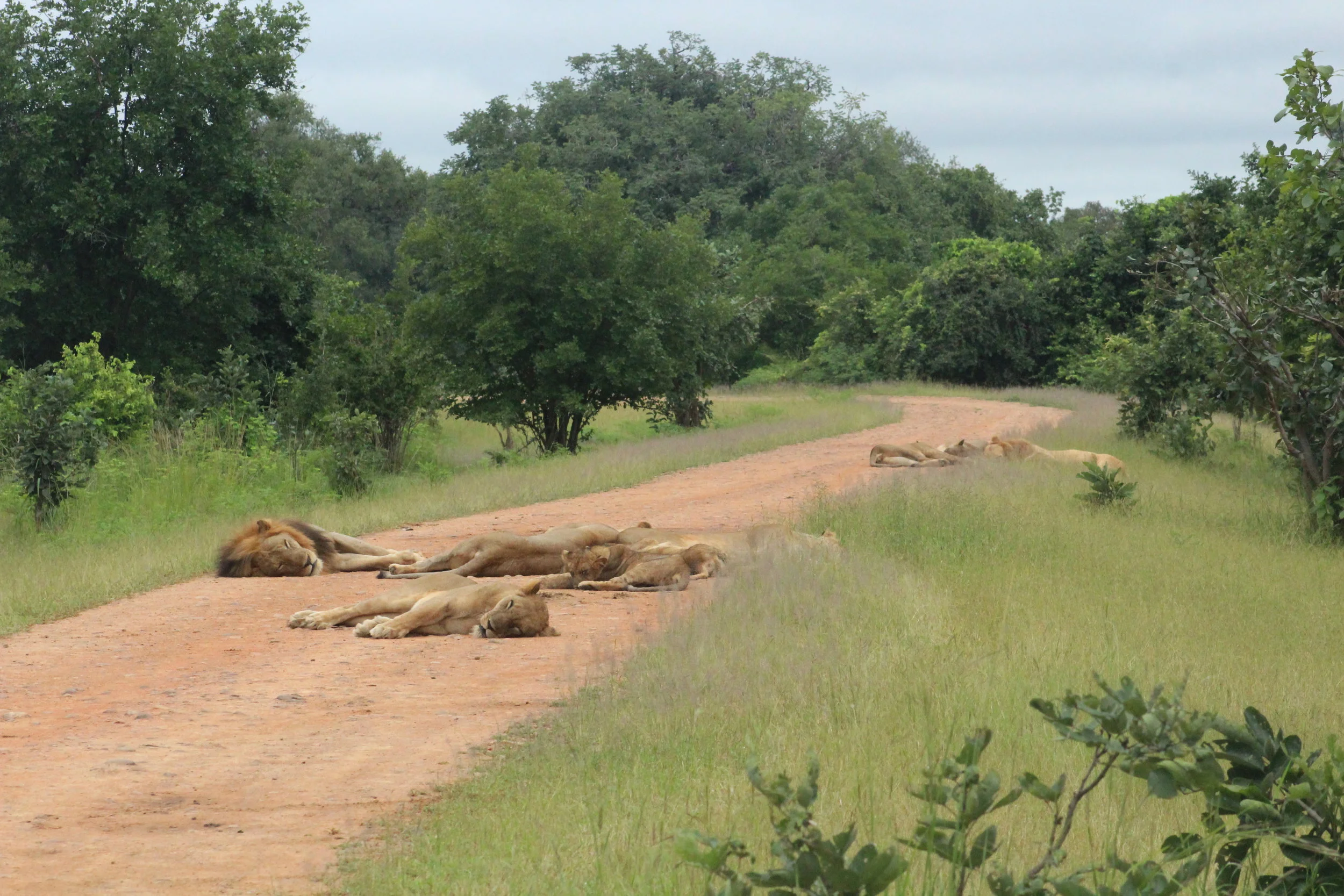 Luangwa lions Ginger and Garlic — Zambian Carnivore Programme