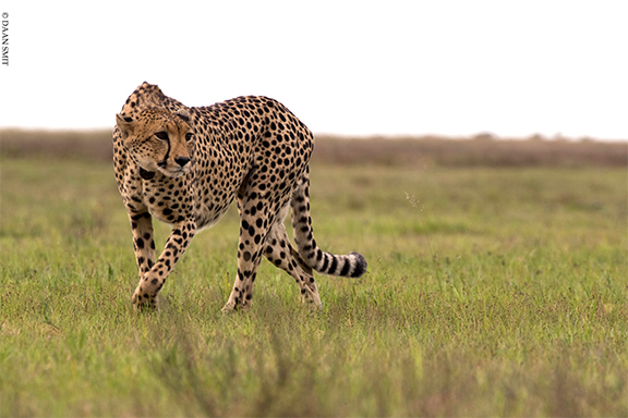 leopard.jpg